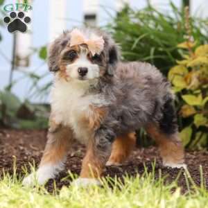 Ember, Mini Bernedoodle Puppy